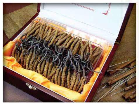 文圣冬虫夏草回收